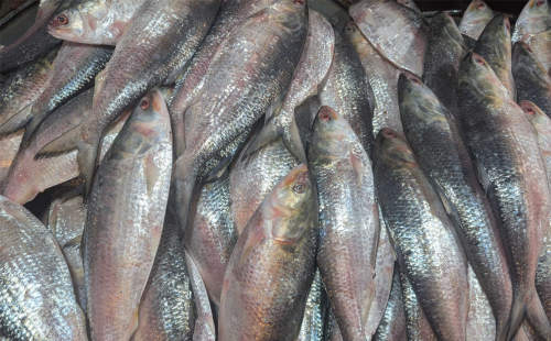 পহেলা বৈশাখের আগে ইলিশের কেজি ৪০০০ টাকা | অসাধু চক্রের কবলে বাজার।