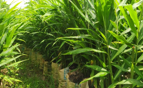 মধুপুরে বস্তায় আদা চাষে কৃষকের সাফল্য: কম খরচে বেশি লাভ